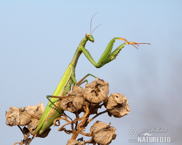 Mantis religiosa