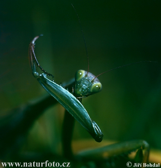 Mantis religiosa