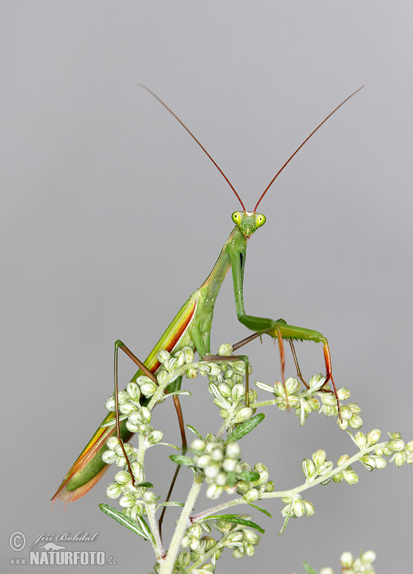 Mantis religiosa