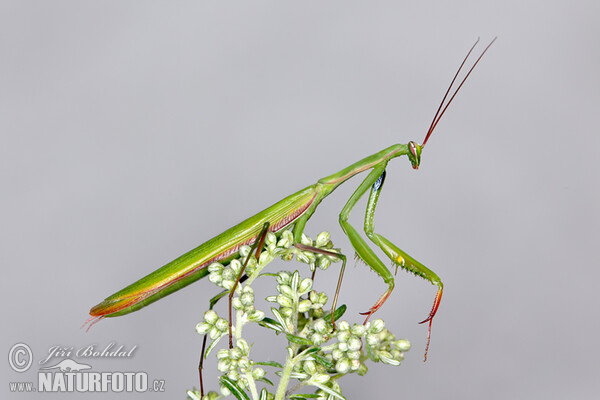 Mantis religiosa