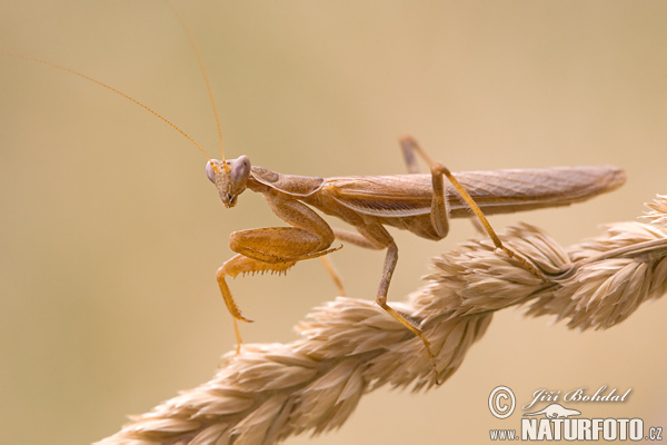 Mantis sp.