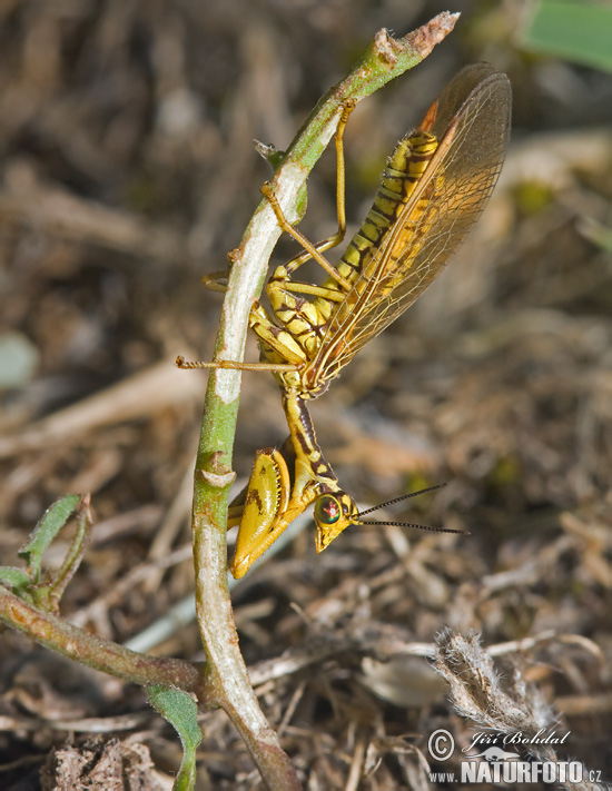 Mantispa perla