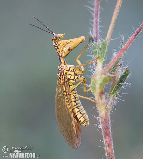 Mantispa perla