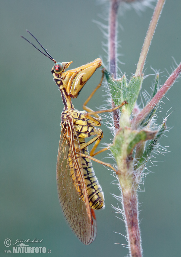 Mantispa perla