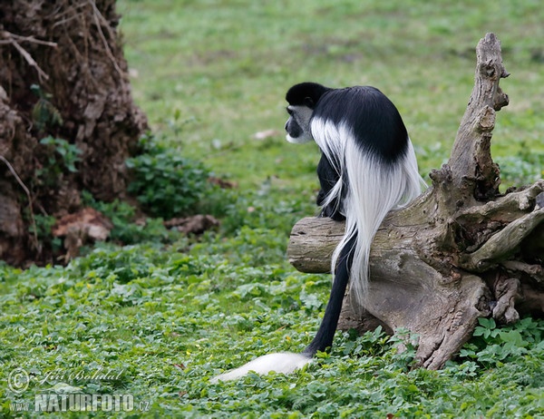 Mantled guereza (Colobus guereza)