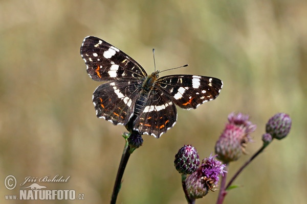 Map Butterfly (Araschnia levana levana f. prorsa)