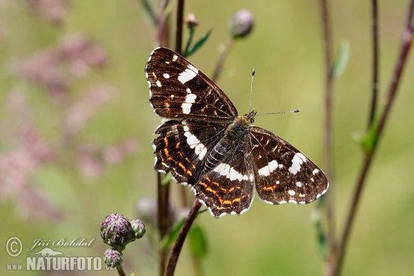 Map Butterfly (Araschnia levana levana f. prorsa)