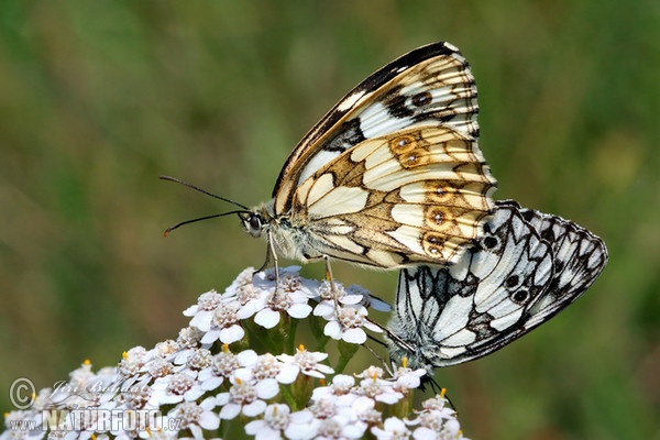 Marbled White (Melanargia galathea)