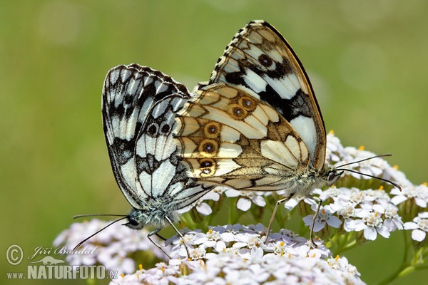 Marbled White (Melanargia galathea)