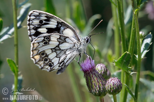 Marbled White (Melanargia galathea)