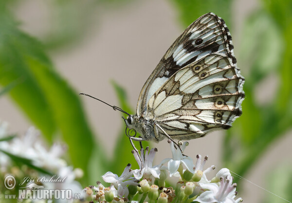 Marbled White (Melanargia galathea)