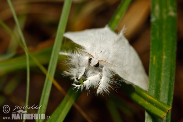 Mariposa lagarta cola parda