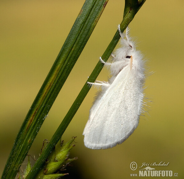 Mariposa lagarta cola parda