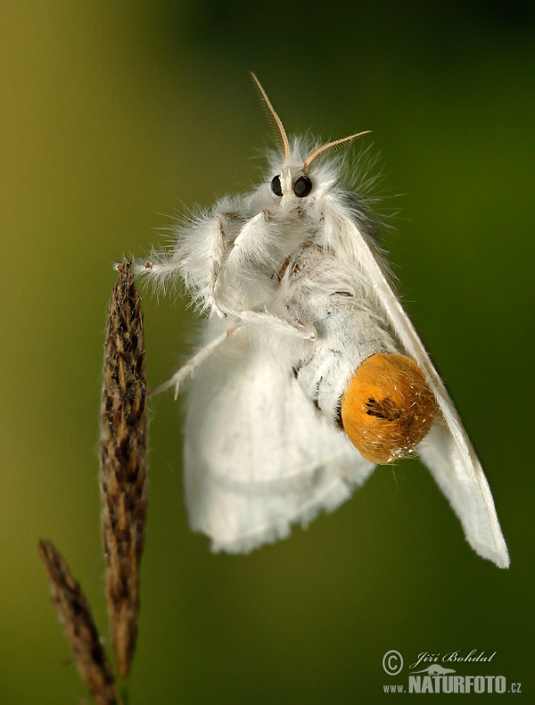 Mariposa lagarta cola parda