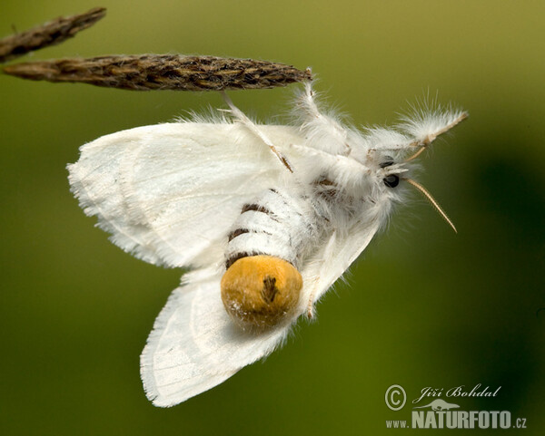 Mariposa lagarta cola parda