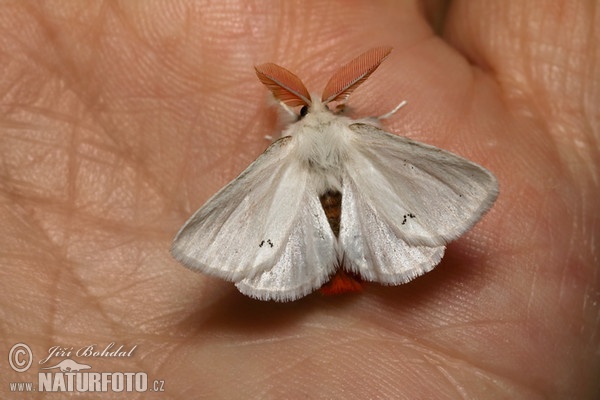 Mariposa lagarta cola parda