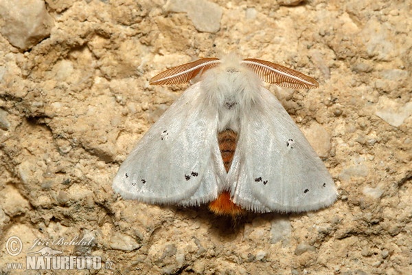 Mariposa lagarta cola parda