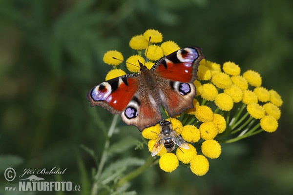 Mariposa pavo real