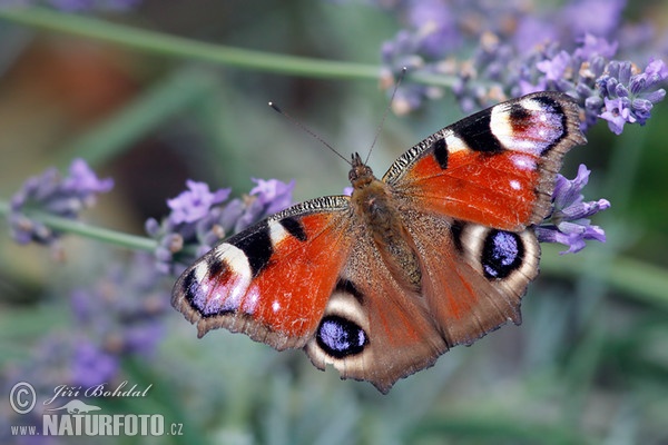 Mariposa pavo real