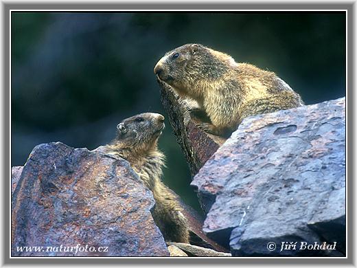 Marmota alpina