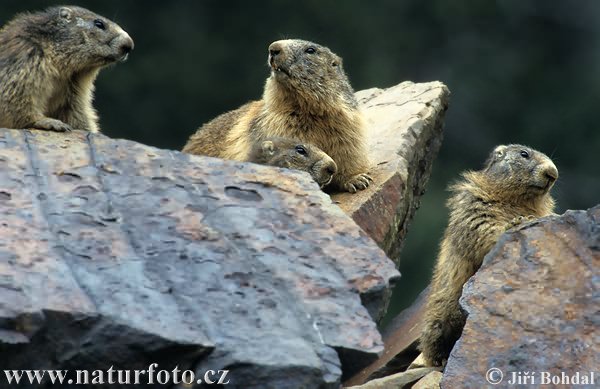 Marmota alpina