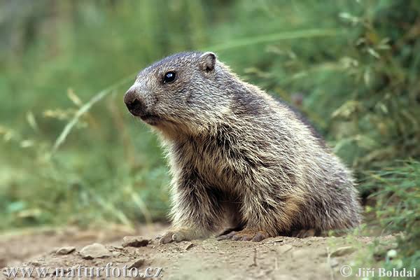 Marmota alpină