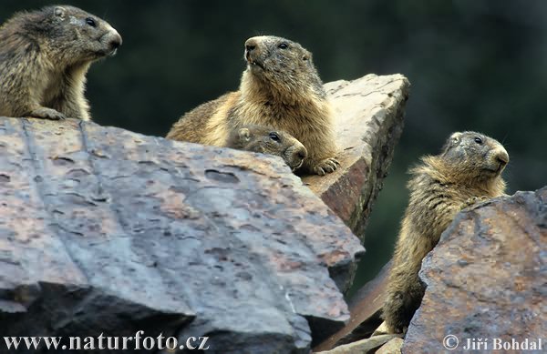 Marmotta delle Alpi