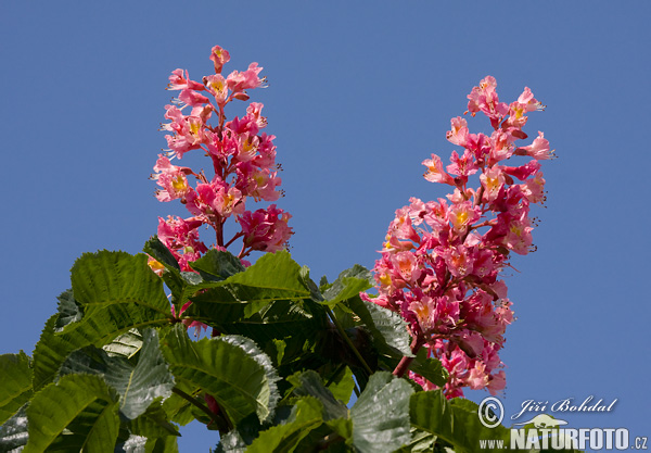 Marronnier à fleurs rouges