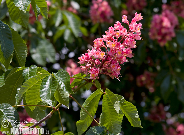 Marronnier à fleurs rouges