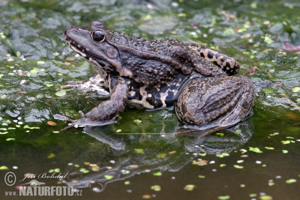 Mars Frog (Rana ridibunda)