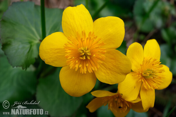 Marsch Marigold (Caltha palustris)