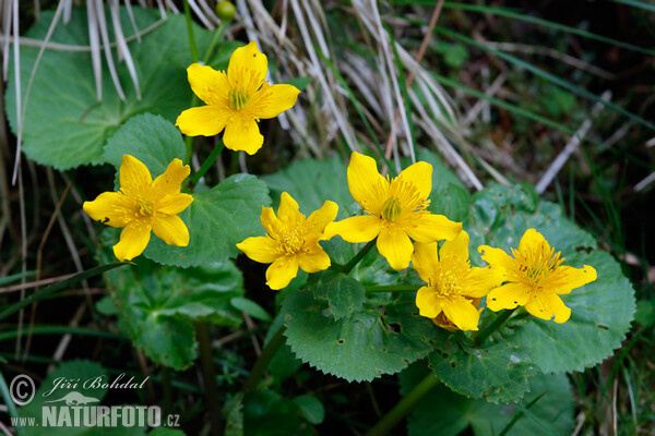 Marsh Marigold (Caltha palustris)