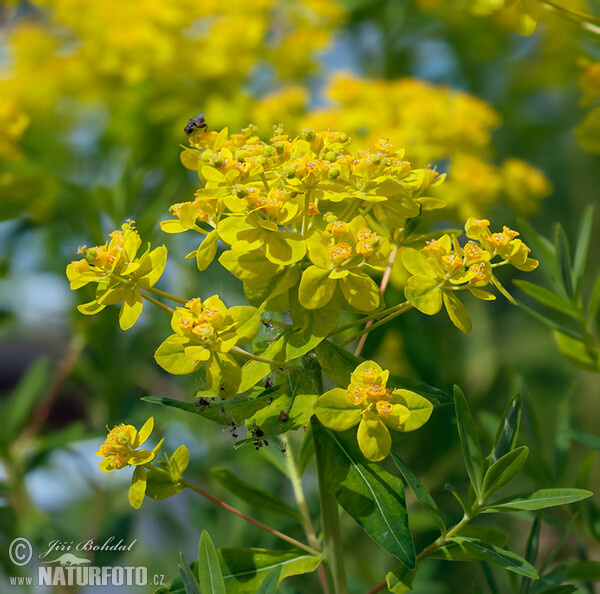 Marsh Spurge (Euphorbia palustris)