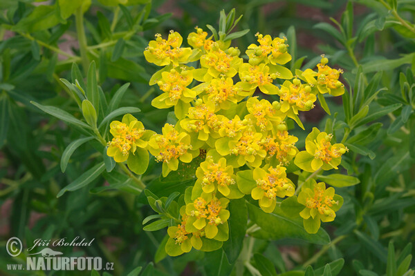 Marsh Spurge (Euphorbia palustris)