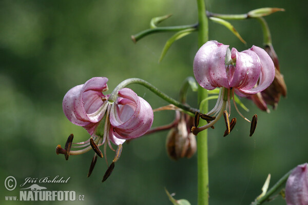 Martagon Lily (Lilium martagon)