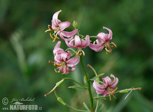 Martagon Lily (Lilium martagon)