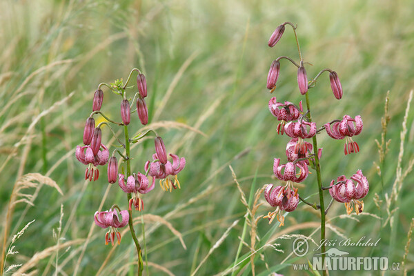 Martagon Lily (Lilium martagon)