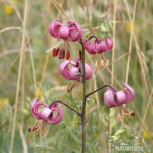 Martagon Lily (Lilium martagon)