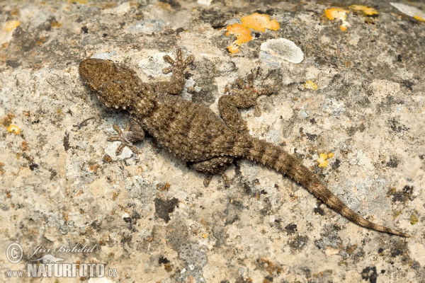 Mauritanian Gecko (Tarentola mauritanica)