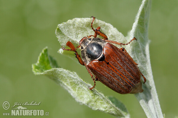 May Beetle (Melolontha melolontha)