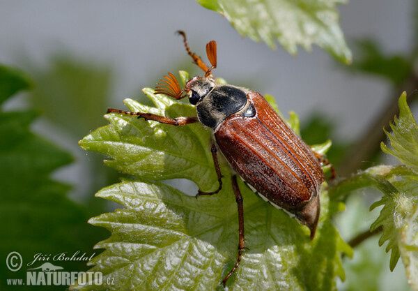 May Beetle (Melolontha melolontha)