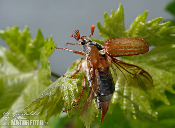 May Beetle (Melolontha melolontha)