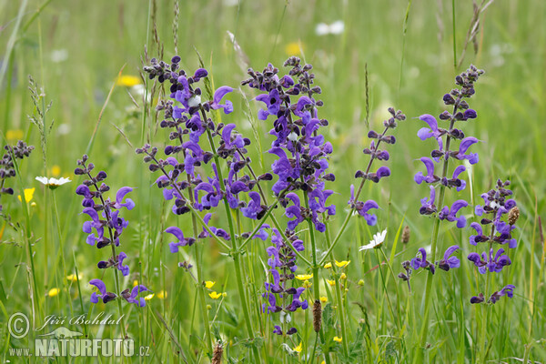 Meadow Clary (Salvia pratensis)