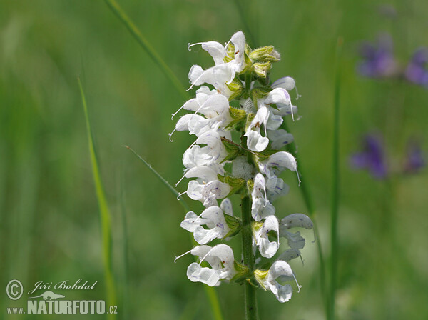 Meadow Clary (Salvia pratensis)