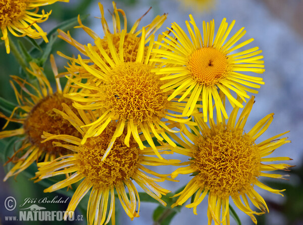 Meadow Fleabane (Inula britannica)