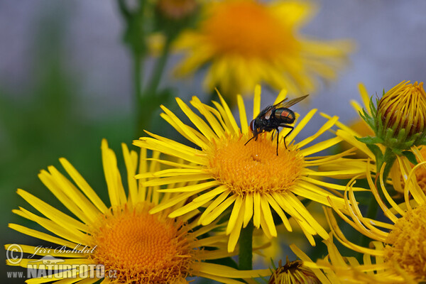 Meadow Fleabane (Inula britannica)