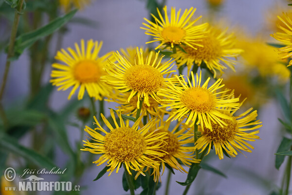 Meadow Fleabane (Inula britannica)