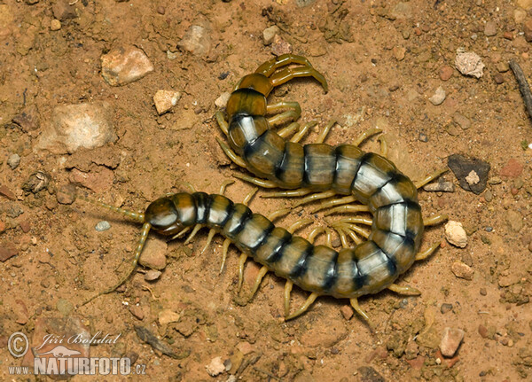 Mediterranean banded centipede (Scolopendra cingulata)