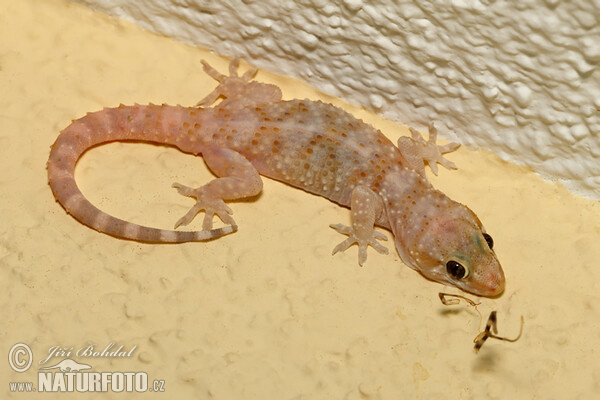 Mediterranean Gecko (Hemidactylus turcicus)