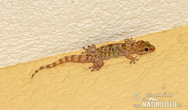 Mediterranean Gecko (Hemidactylus turcicus)